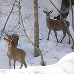 Stella Alpina Tano Di Grich Διαμέρισμα Cesani