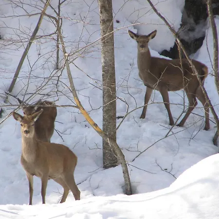 Stella Alpina Tano Di Grich شقة Cesani