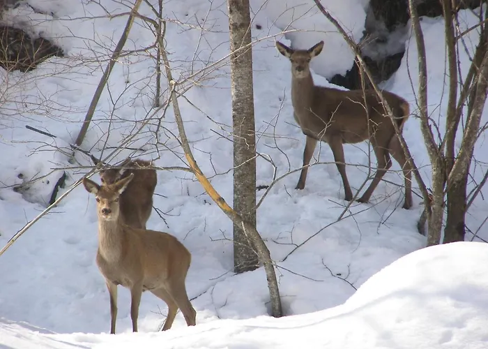Stella Alpina Tano Di Grich Apartamento Cesani